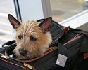 Pet Friendly Travel tips South Africa